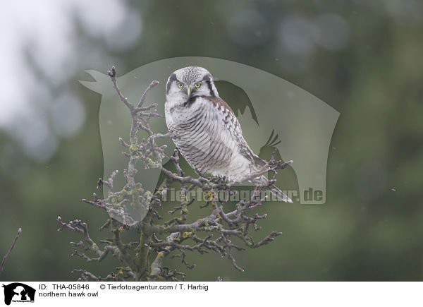 Sperbereule / northern hawk owl / THA-05846
