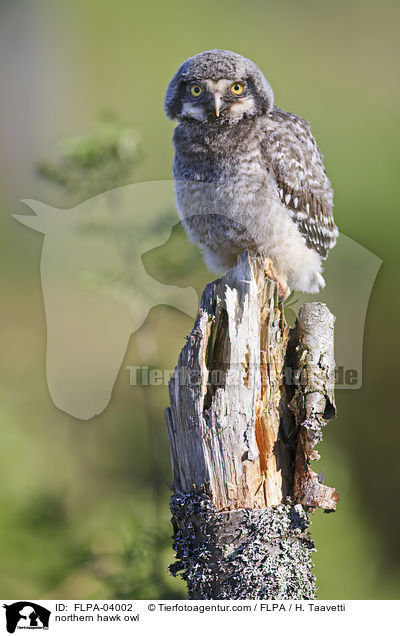 Sperbereule / northern hawk owl / FLPA-04002