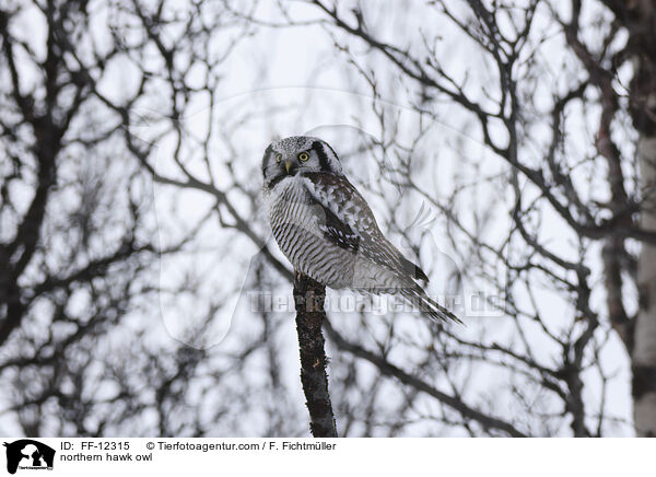 Sperbereule / northern hawk owl / FF-12315