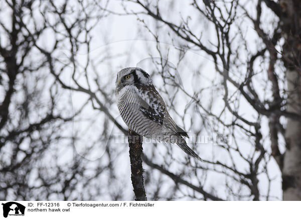 Sperbereule / northern hawk owl / FF-12316