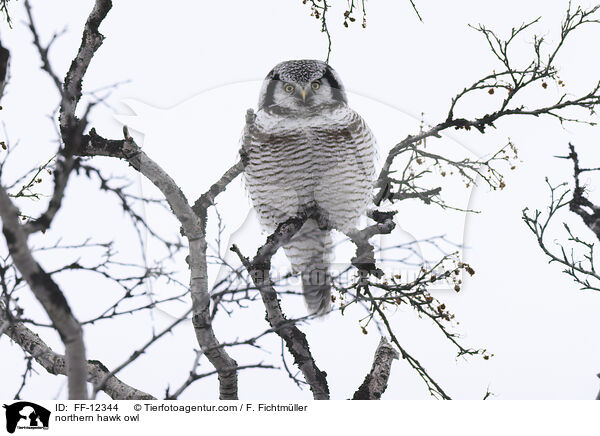 Sperbereule / northern hawk owl / FF-12344