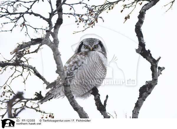 Sperbereule / northern hawk owl / FF-12355