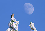 northern hawk owl