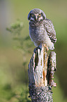 northern hawk owl