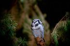 northern hawk owl