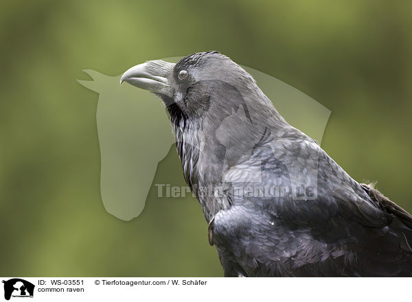 common raven / WS-03551