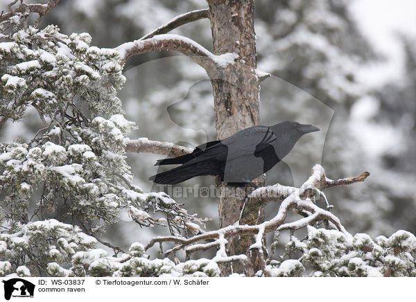 common raven / WS-03837