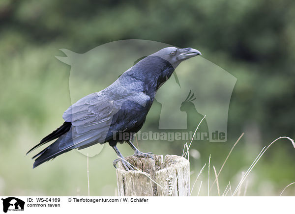 Kolkrabe / common raven / WS-04169