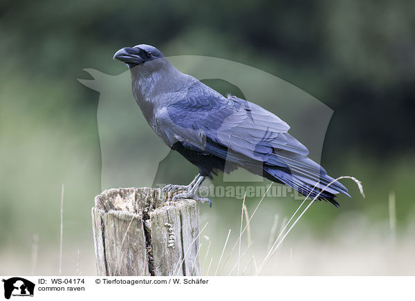 common raven / WS-04174