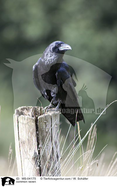 Kolkrabe / common raven / WS-04175