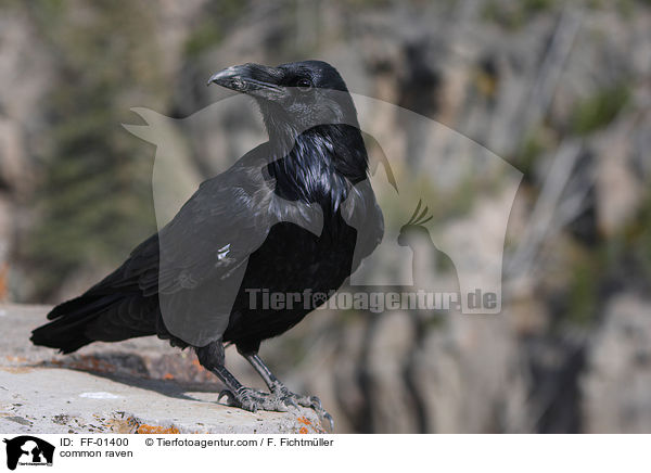 Kolkrabe / common raven / FF-01400
