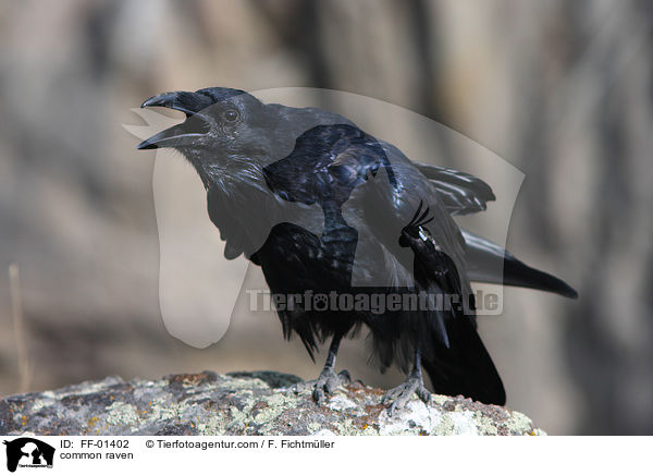 common raven / FF-01402