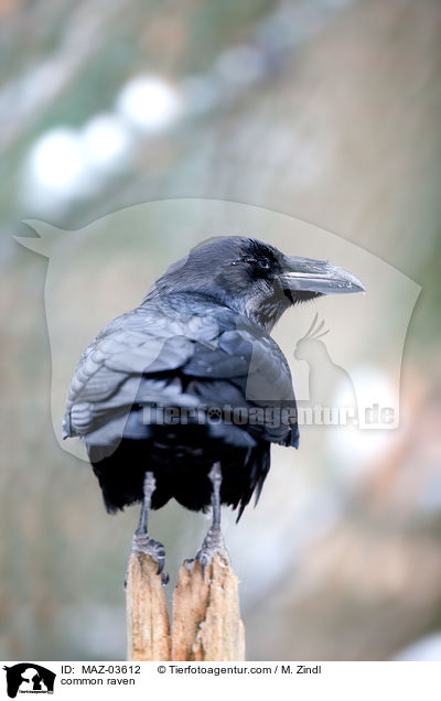 Kolkrabe / common raven / MAZ-03612