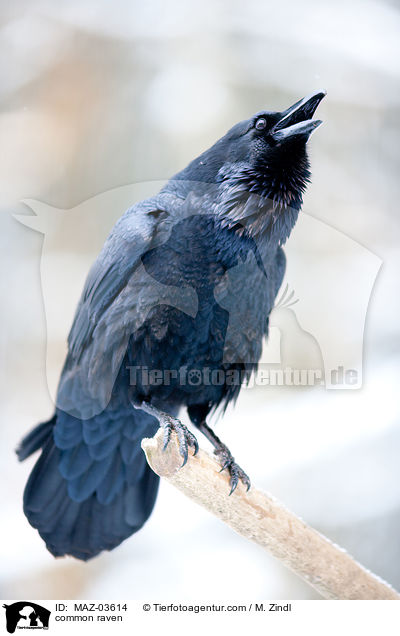 Kolkrabe / common raven / MAZ-03614