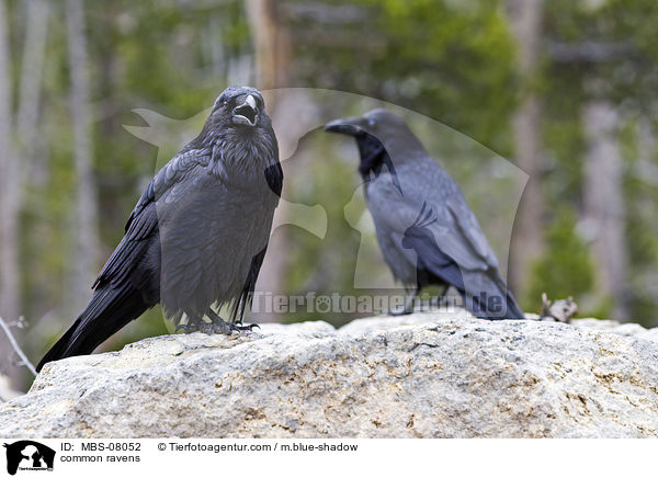 Kolkraben / common ravens / MBS-08052