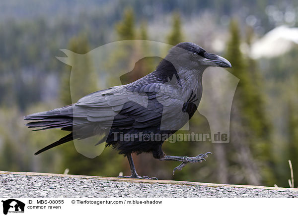 Kolkrabe / common raven / MBS-08055