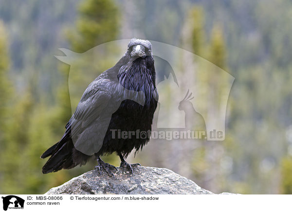 common raven / MBS-08066