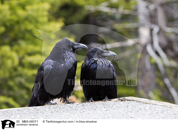 Kolkraben / common ravens / MBS-08071