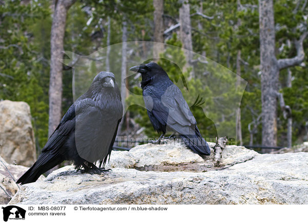 Kolkraben / common ravens / MBS-08077
