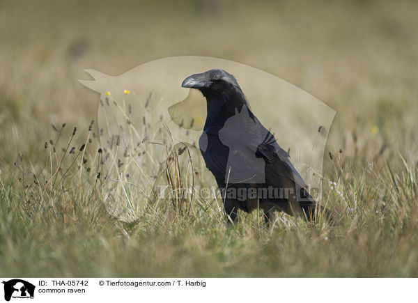 common raven / THA-05742