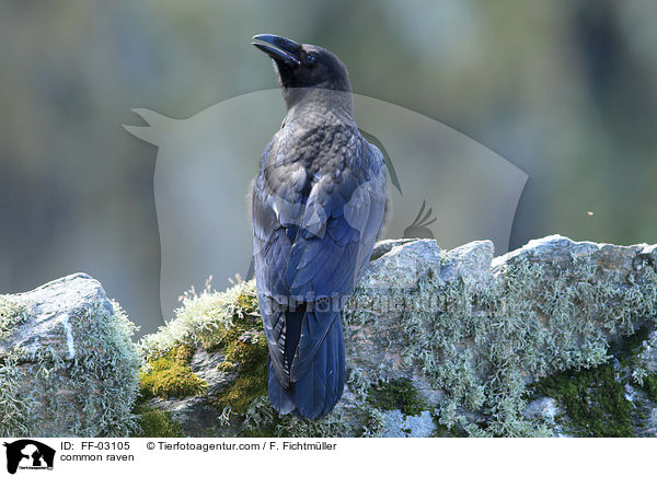 Kolkrabe / common raven / FF-03105