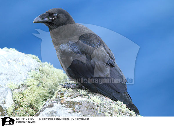 Kolkrabe / common raven / FF-03109