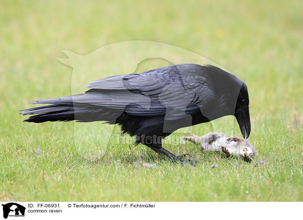 Kolkrabe / common raven / FF-06931
