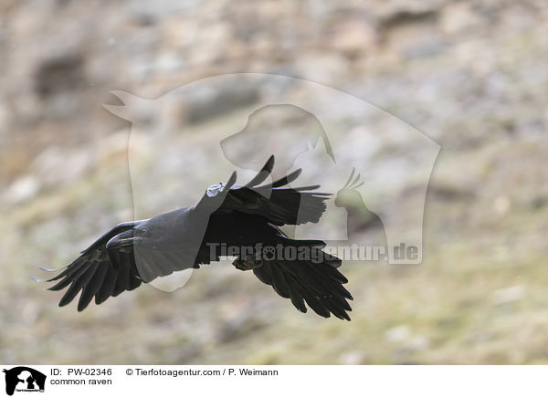 common raven / PW-02346