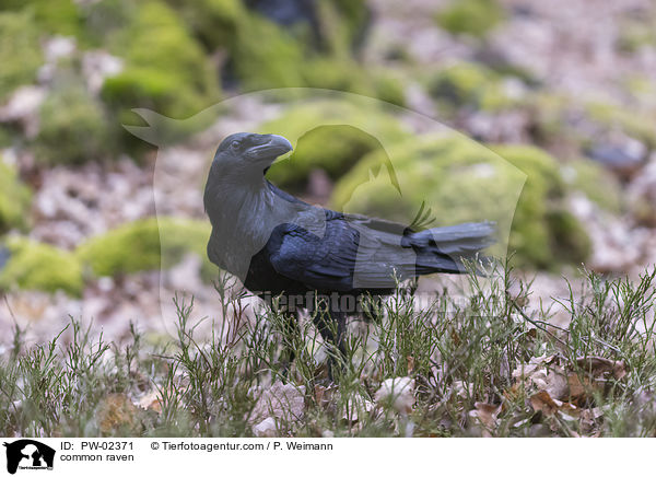 common raven / PW-02371