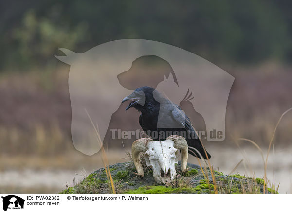 Kolkrabe / common raven / PW-02382