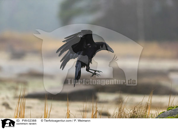 common raven / PW-02388