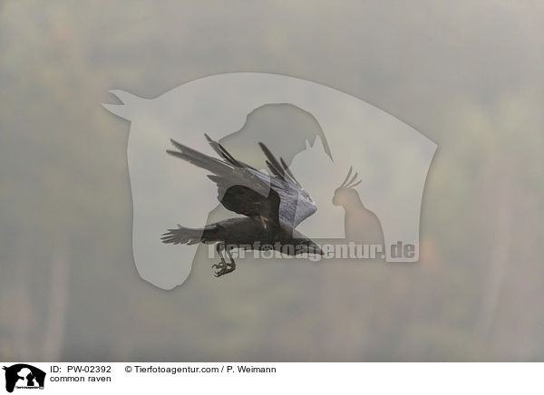 Kolkrabe / common raven / PW-02392