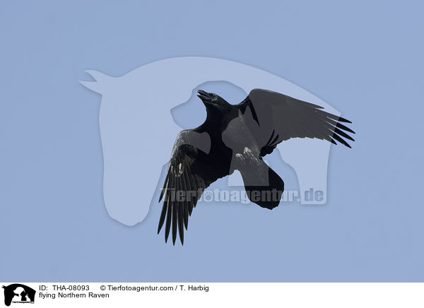 fliegender Kolkrabe / flying Northern Raven / THA-08093