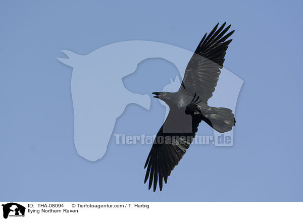 fliegender Kolkrabe / flying Northern Raven / THA-08094