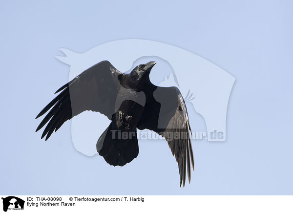 fliegender Kolkrabe / flying Northern Raven / THA-08098