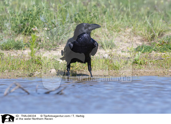 Kolkrabe am Wasser / at the water Northern Raven / THA-08334