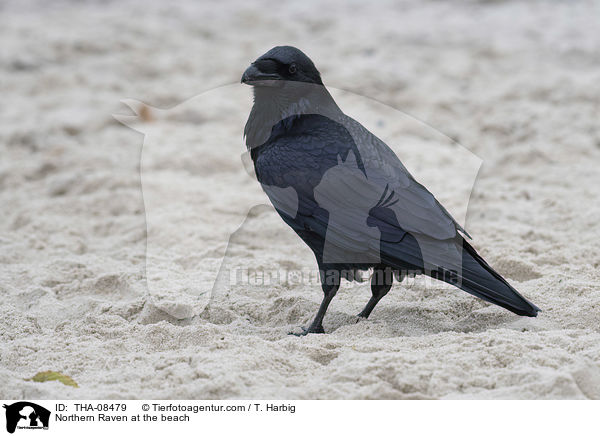 Kolkrabe am Strand / Northern Raven at the beach / THA-08479