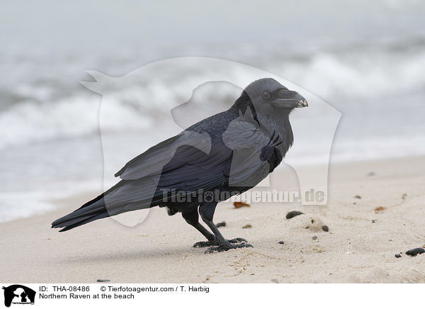 Kolkrabe am Strand / Northern Raven at the beach / THA-08486
