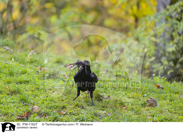 Kolkrabe / common raven / PW-11627