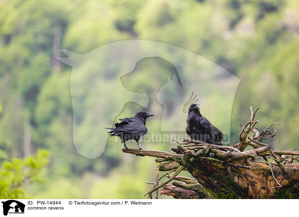 common ravens / PW-14944