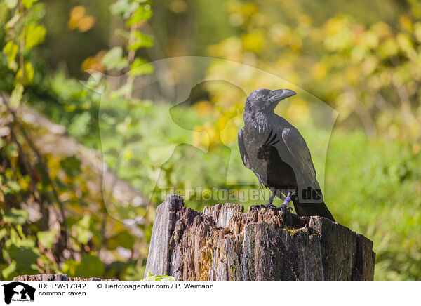 common raven / PW-17342