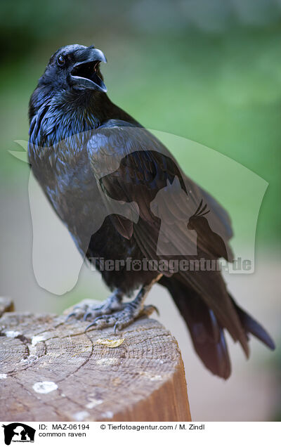 common raven / MAZ-06194