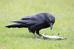 common raven