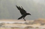 common raven