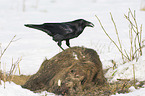 Northern Raven