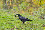 common raven