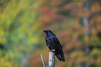 common raven