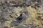 common raven