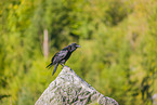 common raven