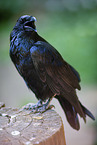 common raven